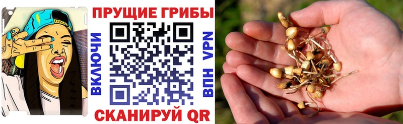 Псилоцибиновые грибы мицелий  MEGA как войти  Азов  купить закладку 