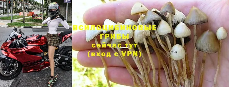 Псилоцибиновые грибы Psilocybine cubensis  наркота  kraken маркетплейс  Азов 